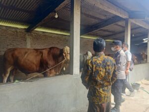 Antisipasi Penularan PMK, Pedagang Diimbau untuk Memberikan Vitamin pada Hewan Ternak