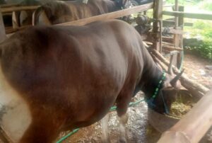 Maraknya PMK Terhadap Hewan Ternak, Ribuan Sapi Bima Tertahan