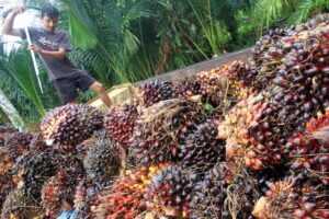 Cabut Larangan Ekspor Minyak Goreng, Petani Sawit Indonesia Apresiasi Presiden Jokowi