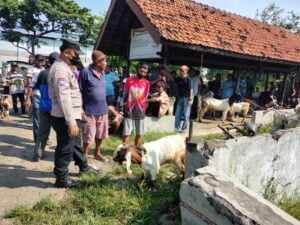 Ratusan Sapi Terkena PMK, Tiga Pasar Hewan di Kendal Bakal Ditutup Selama Dua Pekan