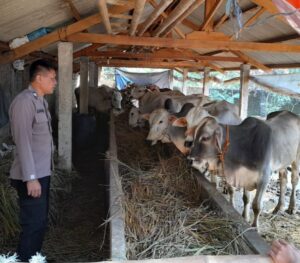 Jelang Idul Adha dan Antisipasi PMK, Polsek Limbangan Imbau Peternak Jaga Kebersihan Kandang