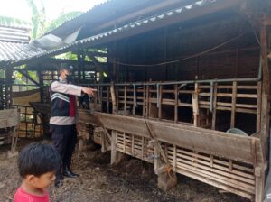 Imbauan Petugas: Jika Ada Hewan Ternak dengan Gejala Sakit di Mulut Mengeluarkan Busa Segera Laporkan