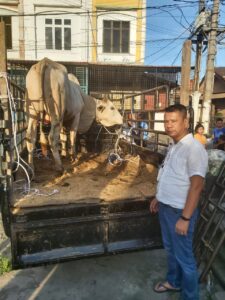Idul Adha 1443 H, Pewarta Polrestabes Medan Sembelih 3 Ekor Lembu
