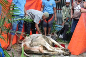 Qurbankan 25 Ekor Sapi dan 4 Ekor Kambing, Kepala Rutan 1 Medan : Alhamdulillah Berkah Bagi Banyak Orang