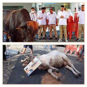 DPD Gerindra Riau Ikut Kurban 4 Ekor Sapi di Pekanbaru, Ketua DPD Gerindra Riau Rahul Kurban 800 Kg Dan Prabowo Subianto 1 Ton