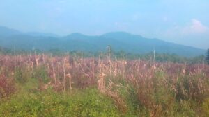 Pegiat Antikorupsi Dalami Kasus Bantuan Bibit Jagung 2021 di Distan Banten