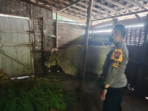 Kapolsek Cepiring Imbau Peternak Waspadai PMK