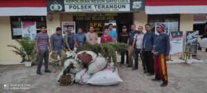 1 Hektar Ladang Ganja Ditemukan, Seorang Pemiliknya Diamankan