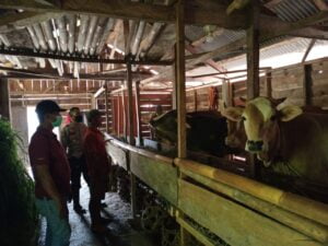 Polres Pekalongan Lakukan Upaya Pencegahan Wabah PMK