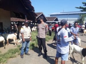 Di Kendal, Sebanyak 309 Sapi Positif PMK