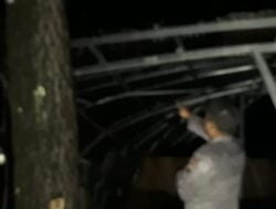 Guyuran Hujan Lebat Akibatkan Tumbangnya Pohon Pinus dan Timpa Sebuah Coffee Shop