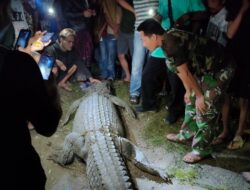 Warga Dibantu Personil Koramil 0115/Cimanggu, Akhirnya Berhasil Menangkap Buaya Viral Pemangsa Manusia