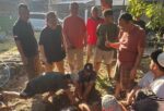 Disaksikan Wawali Surabaya Ir. Armudji, Promotor Musik Nasional Edy Torana Potong 3 Sapi 1,8 Ton dan 2 Kambing