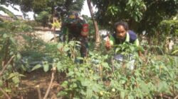 Babinsa Serengan Sambangi Lahan Ketahanan Pangan, Dorong Pemanfaatan Optimal Kesejahteraan Warga